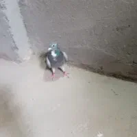 ماده پولکی|پرنده|تربتحیدریه, بازار|دیوار