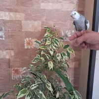 جفت عروس هلندی سخنگو و رقاص|پرنده|اصفهان, جلالیه|دیوار