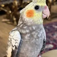 عروس هلندی بازیگوش