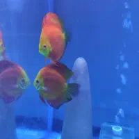 دیسکس مولد|ماهی|ری, شهید غیوری (ابن باویه)|دیوار