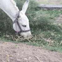 الاغ ماده یورقه گلگی بارکش کوه رفته|حیوانات مزرعه|کاشمر, |دیوار