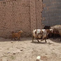 بزه شیری فروشی