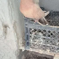 کفتر|پرنده|اردبیل, |دیوار