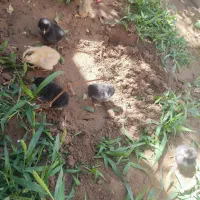 جوجه مرغ محلی نژاد دار