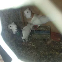 یه جفت طوقی با جوجه