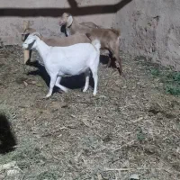 بز جوان دورگ