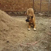 واگذاری ماده سرابی 6ماهه