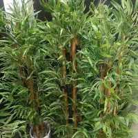 درختچه بامبو با تخفیف ویژه