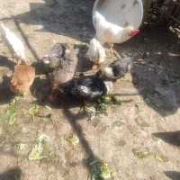 مرغابی|حیوانات مزرعه|اصفهان, شیخ طوسی|دیوار