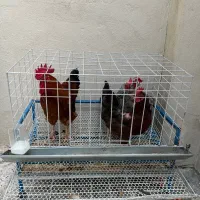 قفس مرغ تخم گذار