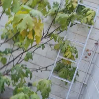 نردبان آهنی .پارو چوبی|ابزارآلات|مشهد, جانباز|دیوار