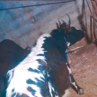 گاو محلی داشتی ۷ماه بالا ابستن تضمینی