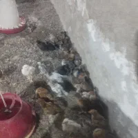 جوجه محلی ۱۸۰ عدد یکجا حراج|حیوانات مزرعه|بهبهان, |دیوار