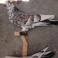 دوجفت پاکستانی چندتاتهرونی