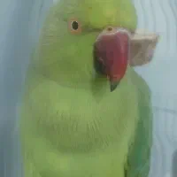 طوطی ملنگو