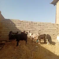 فروش بز و بزغاله|حیوانات مزرعه|قزوین, |دیوار