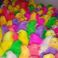 باسلام فروش انواع جوجه رنگی.اردک.گوشتی . بلدرچین|حیوانات مزرعه|فردوس (خراسان), |دیوار