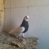 کبوتر|پرنده|دهلران, |دیوار