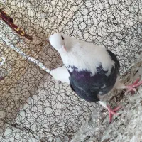 کفتر پشتدار ماده