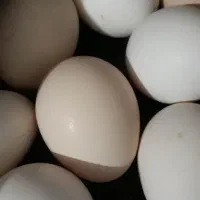 تخم مرغ گلین