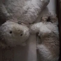 سگ تربیت شده نژاد فرانسوی رایگان|سگ|تهران, نیاوران|دیوار