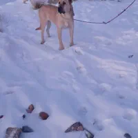 سگ سرابی اصیل|سگ|مهربان, |دیوار