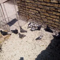 کبوتر|پرنده|بردسکن, |دیوار