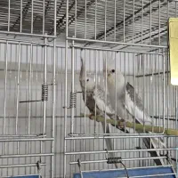 جفت عروس با ۳ تا جوجه