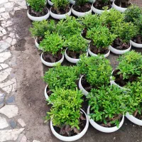 گل بونسای میخک فروش عمده