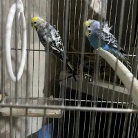 مرغ عشق|پرنده|بیرجند, |دیوار