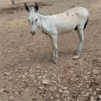 کره الاغ نر