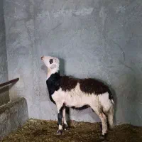 بره قوچ آنتیک پلنگی