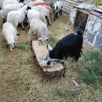 گوسفند کشتنی و داشتی
