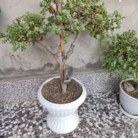 بونسای کراسولا خرفه ای|گل و گیاه طبیعی|قم, لسانی|دیوار