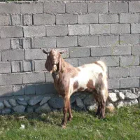 بز نر اصیل پاکستانی تخمی|حیوانات مزرعه|خوی, |دیوار