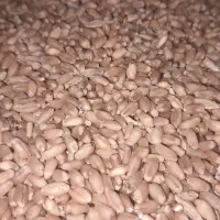 گندم تومی