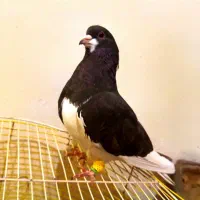 تعداد۵۰ عدد شهری و بهبهانی