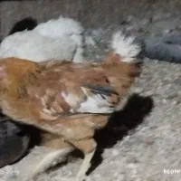 جوجه خروس دو رگه|حیوانات مزرعه|کرج, حیدرآباد|دیوار