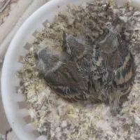 سهره قناری لون سه تایی جوجه نشاندار