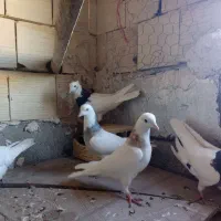 کبوتر طوقی|پرنده|لالجین, |دیوار