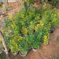 فروش انواع گل و گیاه|گل و گیاه طبیعی|رودسر, |دیوار