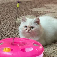 توله گربه پرشین