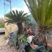 سیکاس سایز بزرگ گلدانی ریشه پرس چندساله