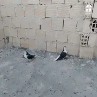 جفت ساده