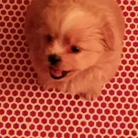 هاپو کوچولو نژاد شیتزو مالتیزو|سگ|رباطکریم, رباطکریم|دیوار