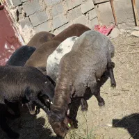 میش افشار هترو (شکم اول )|حیوانات مزرعه|تفت, |دیوار