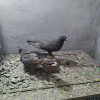 رنگی.دورگ|پرنده|باوی, |دیوار