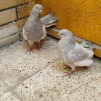 کله سیمانی یا صابونی
