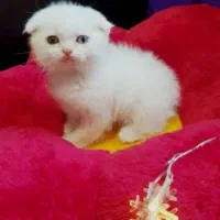 اسکاتیش بیریتیش دابل فلد با اصالت خالص خانگی|گربه|فردیس, شهرک ناز|دیوار