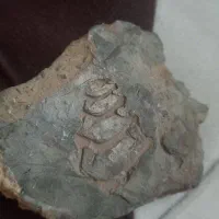 فسیل خاص